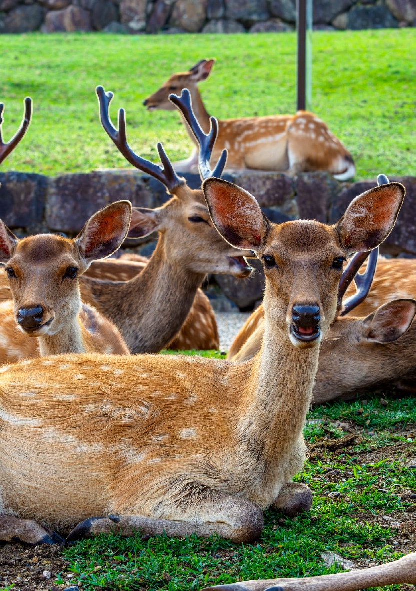 樂遊大阪.奈良.神戶.環球影城6日
