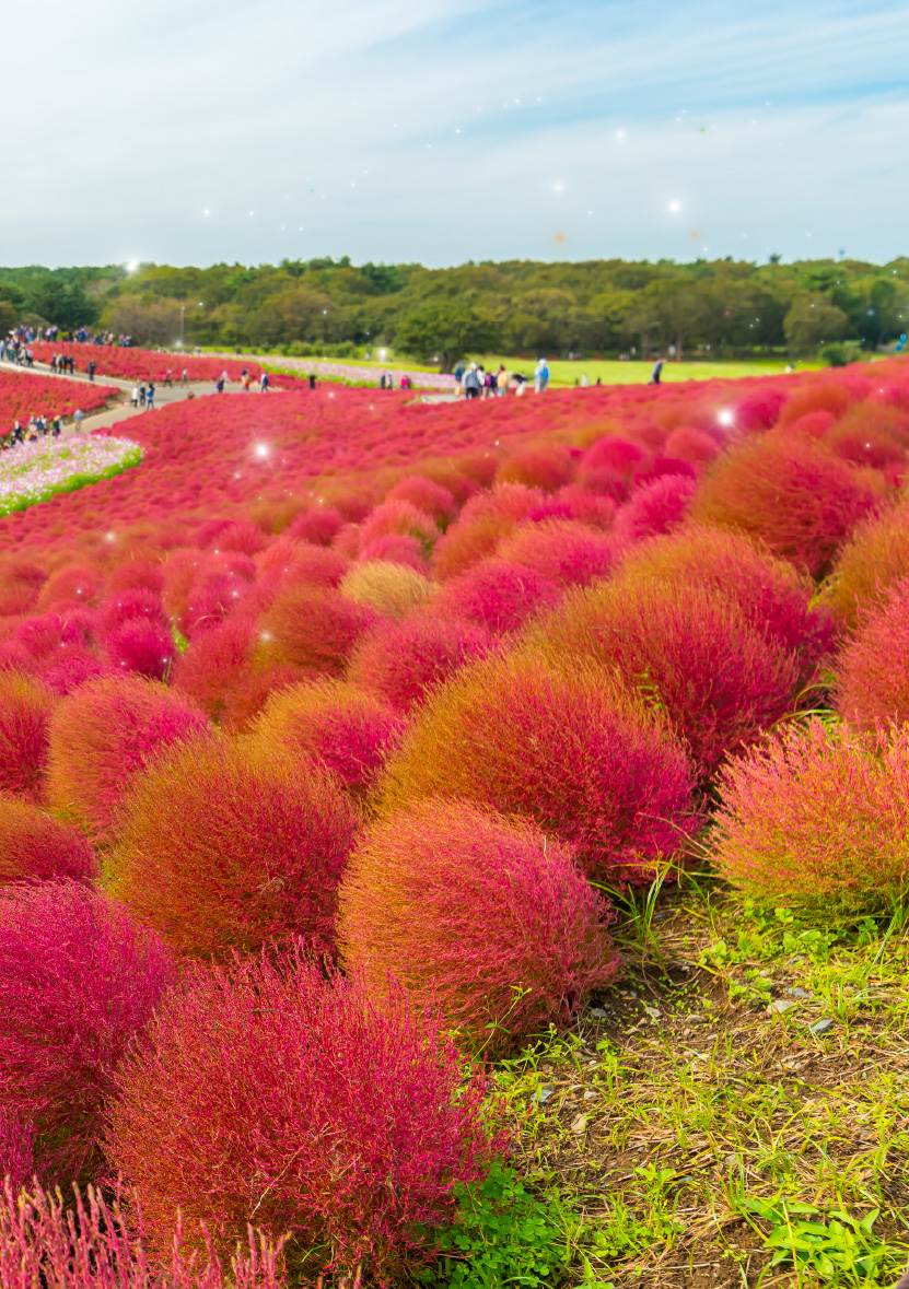 水彩楓光~茨城・成田・筑波・水戶5日🍁