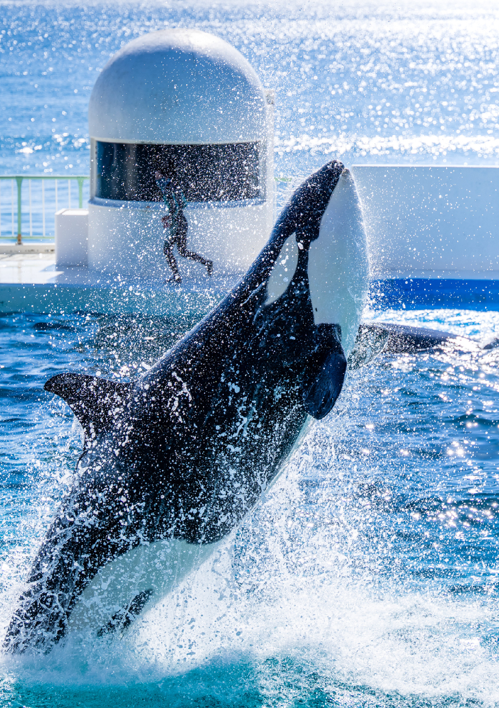 東京樂悠遊~動物牧場x海洋世界5日(虎航)
