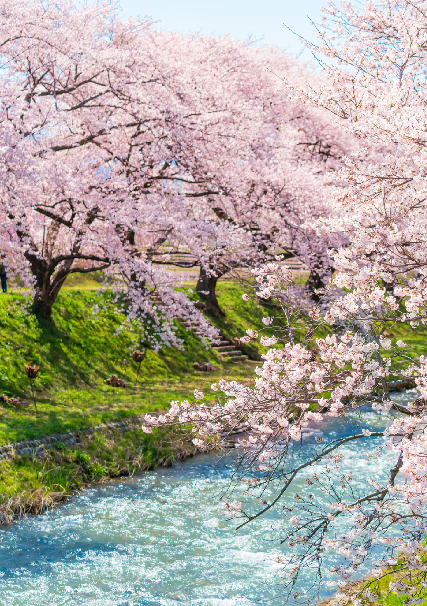 🌸櫻你而來～嚴選六大百選足羽川櫻並木.千年臥龍櫻6日