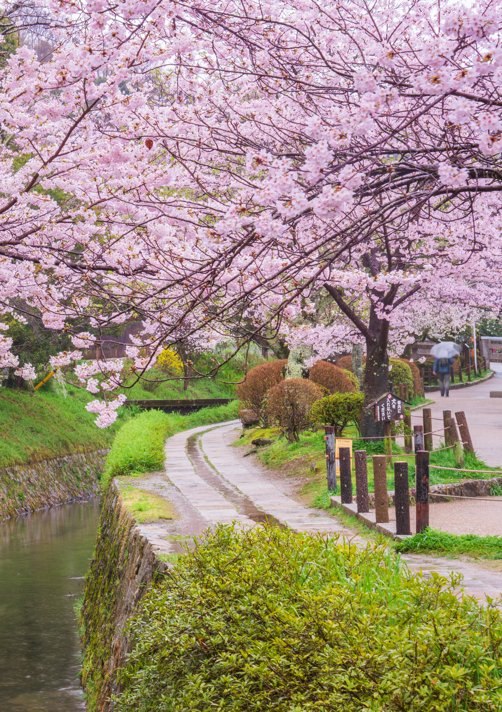 關西三都🌸櫻花漫遊5日
