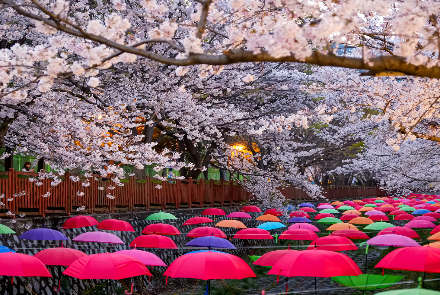 賞櫻推薦 釜瞰櫻海5日~Skyline Luge斜坡滑車、慶和火車站、余佐川羅曼橋櫻花道、南川洞櫻花道