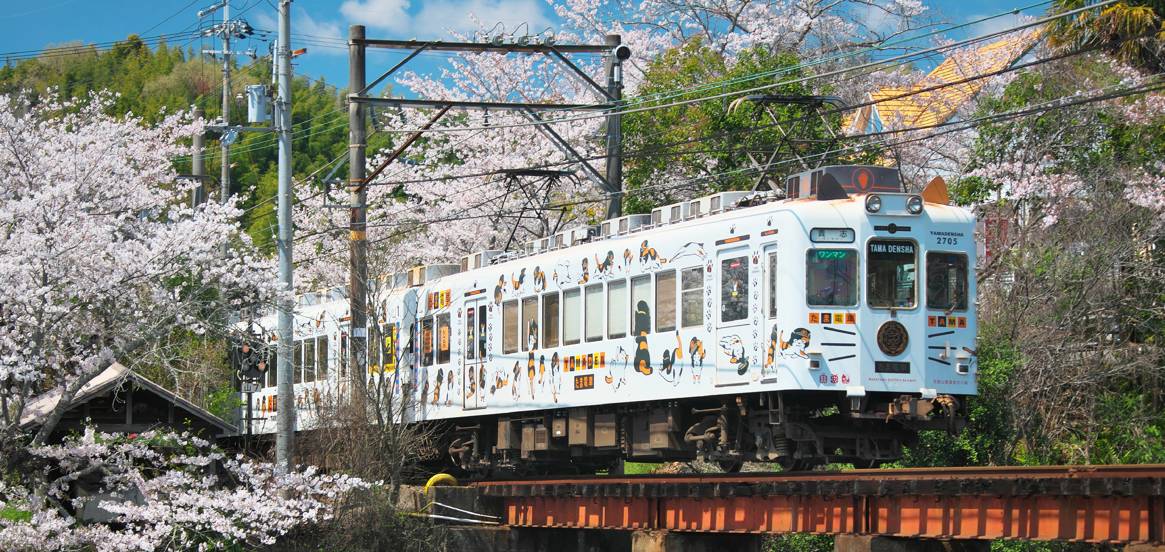 新龍蝦_樂桃阪阪六日-南紀勝浦喵咪電鐵海鮮美食溫泉饗宴6日