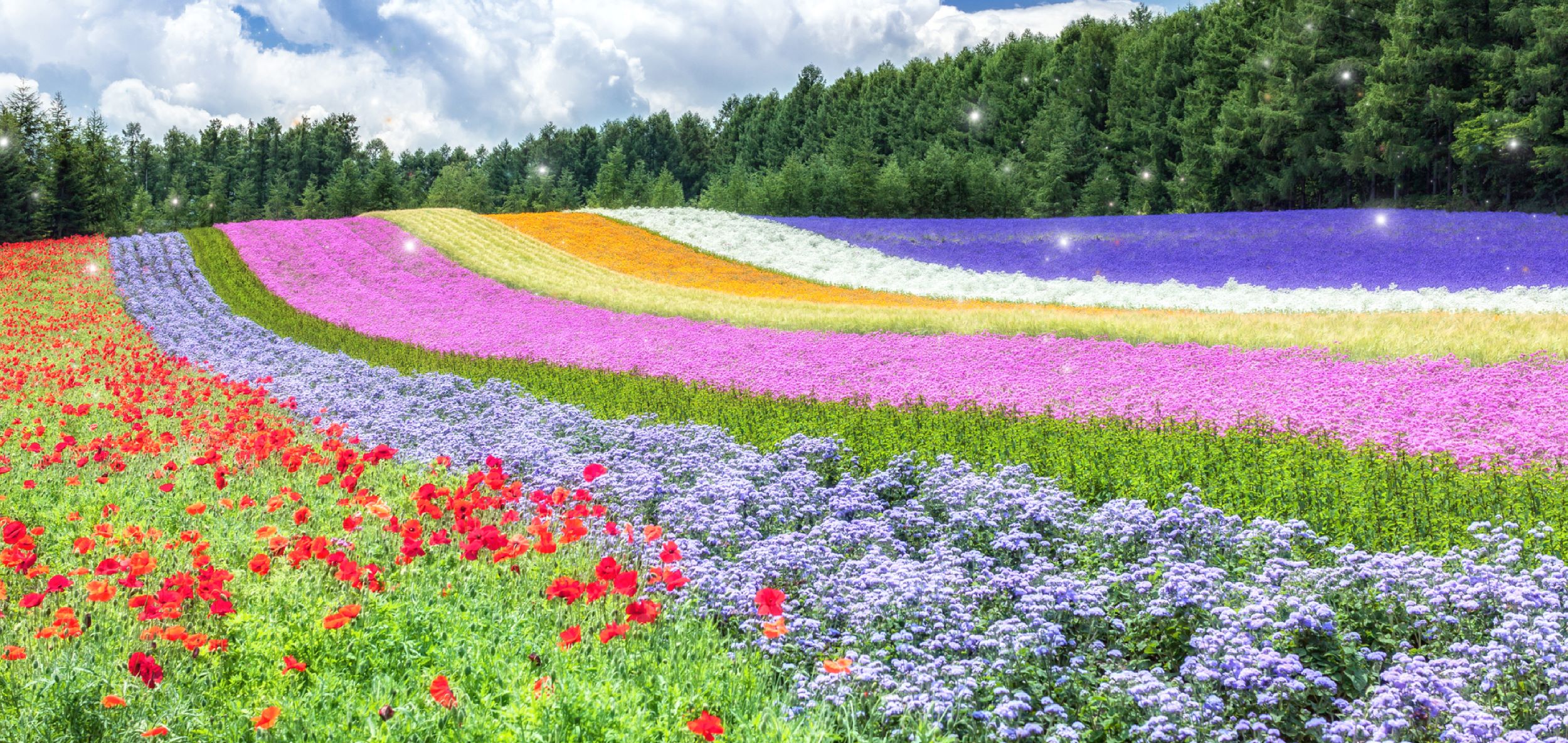 北海道繽紛花田6日